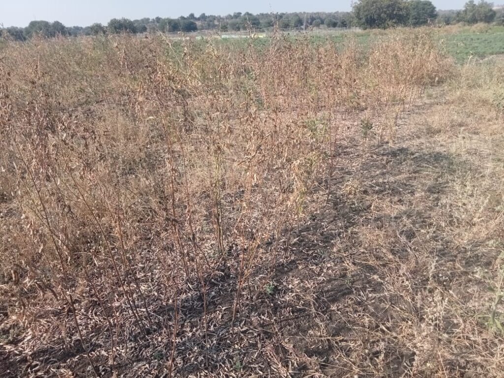 बुरशीजन्य प्रादुर्भावामुळे तुरीचा झाला खराटा,पंचनामे करून नुकसान भरपाई द्या - चंद्रशेखर पाटील