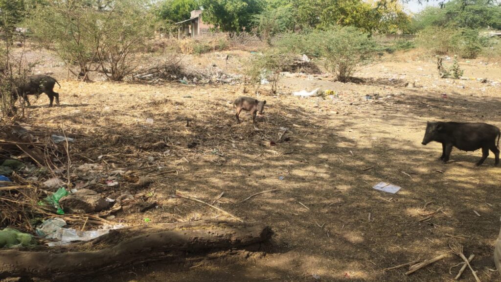 ग्रामस्थांचे आरोग्य धोक्यात; लामजना गावात ठिकठिकाणी अस्वच्छता, ग्रामपंचायतचे अक्षम्य दुर्लक्ष