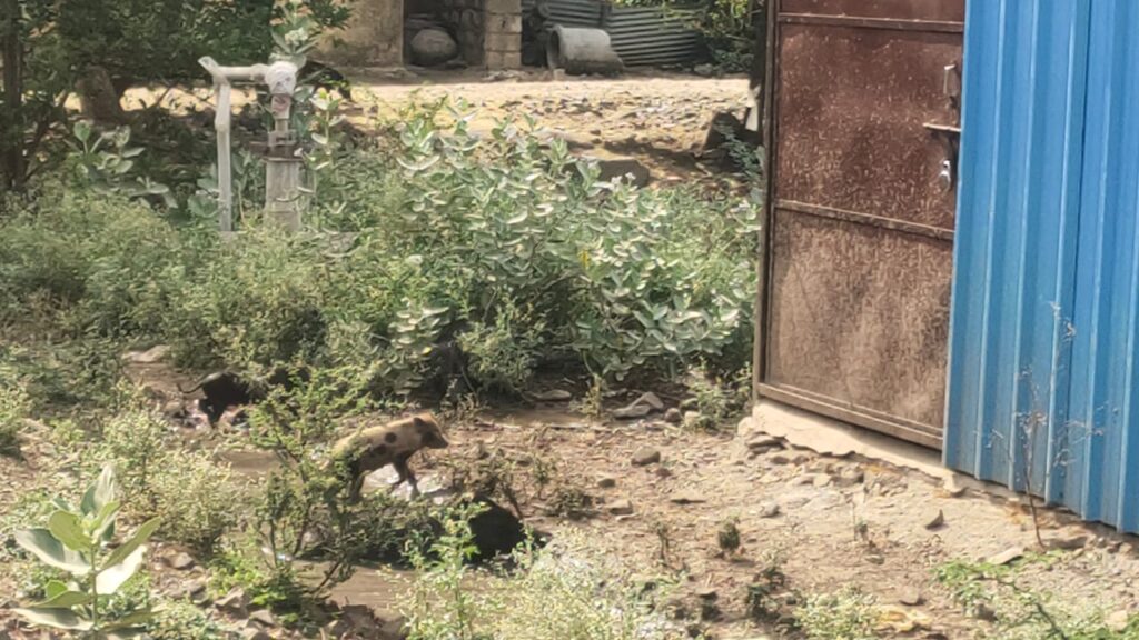 ग्रामस्थांचे आरोग्य धोक्यात; लामजना गावात ठिकठिकाणी अस्वच्छता, ग्रामपंचायतचे अक्षम्य दुर्लक्ष