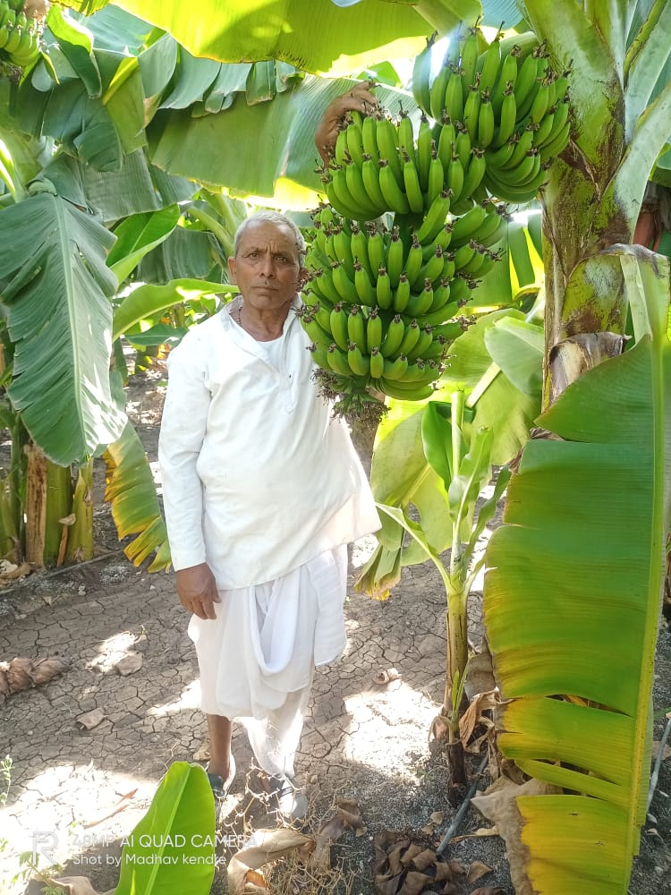 केंद्रेवाडीच्या शेतकऱ्याने माळरानावर फुलवली केळीची बाग