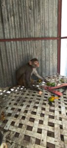 उपद्रवी माकडाला सर्पमित्र शाम पिंपरे यांच्याकडून पाबंद