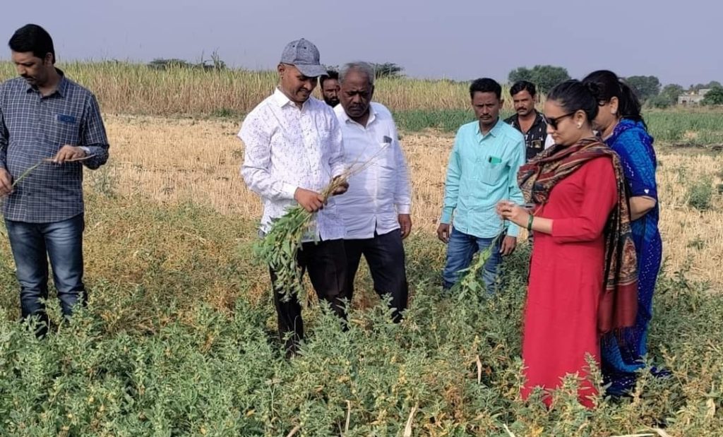 शिवदास खंडागळे यांना अश्वगंधा वनस्पतीचे एकरी १ लाख २१ हजार रूपये विक्रमी उत्पन्न