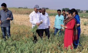 शिवदास खंडागळे यांना अश्वगंधा वनस्पतीचे एकरी १ लाख २१ हजार रूपये विक्रमी उत्पन्न