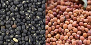 महाबीजचे तुर, उडिद बियाणे अनुदानावर उपलब्ध