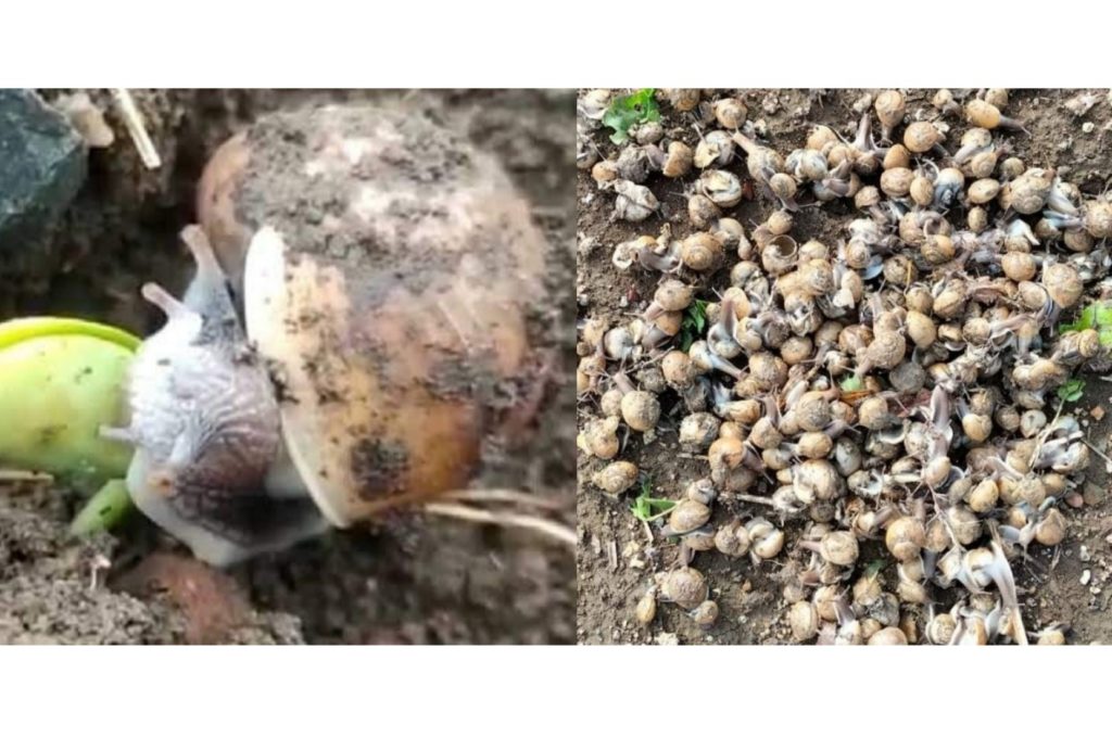 शेतकऱ्यांसमोर दुबार पेरणीचे संकट; पंचनामे करून नुकसान भरपाई द्या - आ. धिरज देशमुख