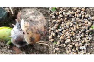 शेतकऱ्यांसमोर दुबार पेरणीचे संकट; पंचनामे करून नुकसान भरपाई द्या - आ. धिरज देशमुख