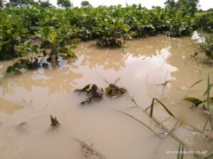 औसा तालुक्यात जोरदार पाऊस, अतिवृष्टीमुळे शेतशिवारातील पिके पाण्याखाली