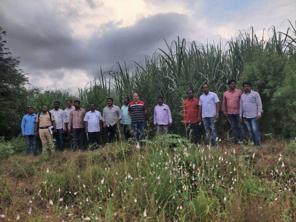 उसाच्या फडात गांजाची शेती !! नशेच्या बाजाराला ग्रामीण पोलिसांकडून मूठमाती !!!