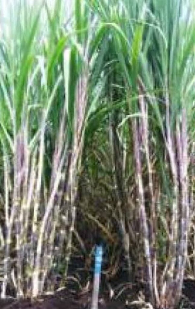 नोंदनिकृत ऊस नेला नाही, साखर कारखान्यास उच्च न्यायालयाची नोटिस