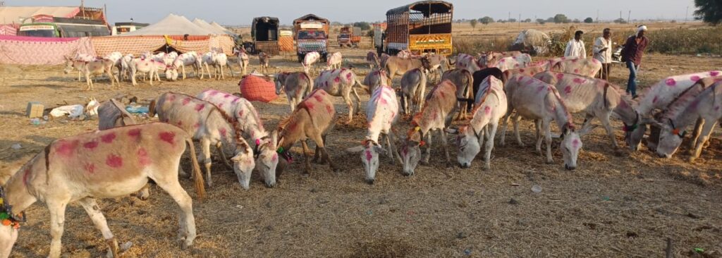 'न'… 'ना'… च्या पाढ्याने माळेगावात 'गाढवां'च्या बाजारावर नांगर फिरवला…?