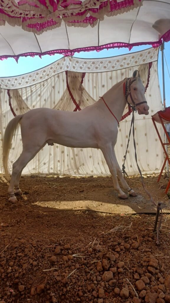 'हिम्मत'…'बादल'.. 'माधुरी' अन् 'राणी'च्या लोभस पणाने' … माळेगावच्या अश्वांचा वाढवला 'मान'…!'