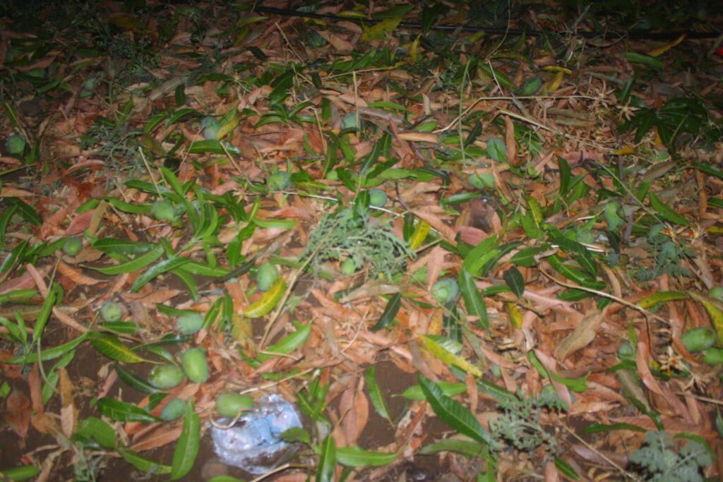 गारपीट, अवकाळी पावसामुळे झालेल्या नुकसानीचे तत्काळ पंचनामे करावेत - पालकमंत्री गिरीश महाजन