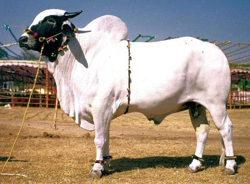 देवणी येथे ३ एप्रिल रोजी शिवपार्वती विवाह सोहळा लंम्पी आजारामुळे यंदाचा पशुप्रशंप्रदर्शनाचा कार्यक्रम पुढे घेण्यात येणार आहे