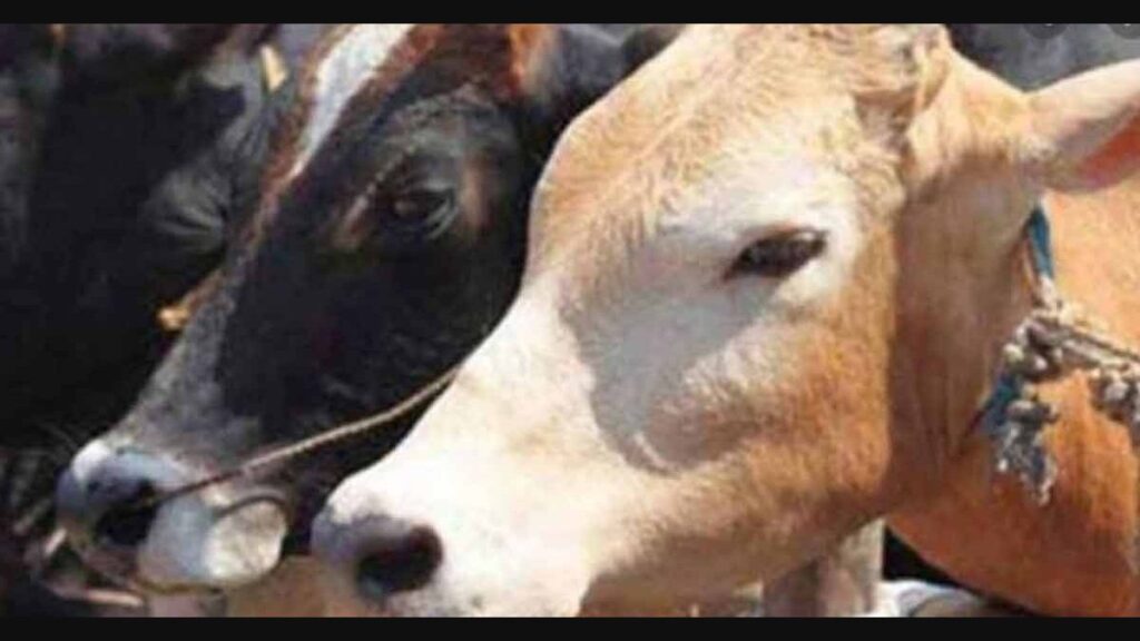 अवैध खाटीक खाणे व खानावळींवर कार्यवाही करा;अन्यथा हाळी आणि हंडरगुळी येथे एक जुन रोजी रास्ता रोको आंदोलन.युवकांची सी.एम.कडे तक्रार