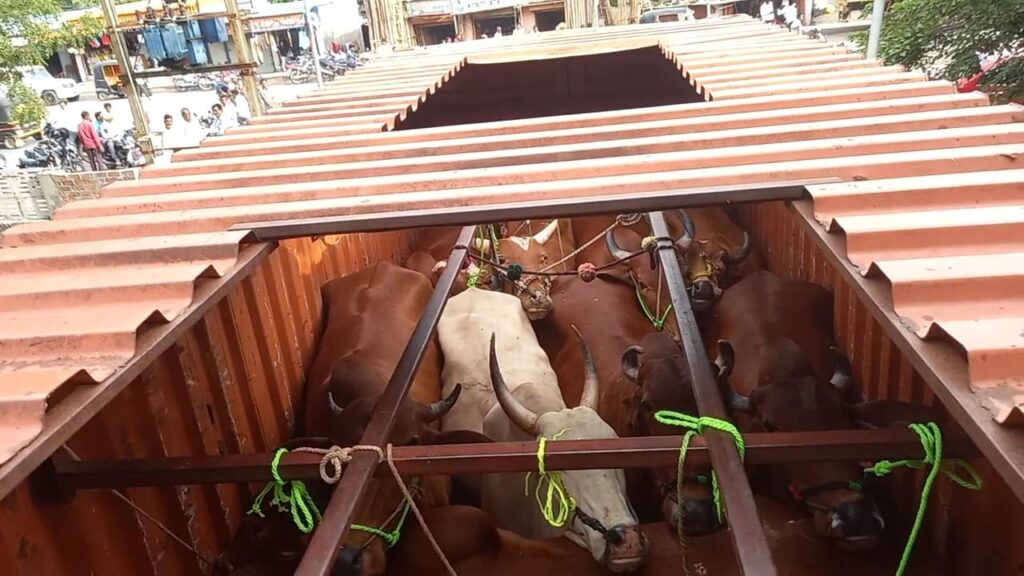 गोवंशाची बेकायदेशीर वाहतुक; आयशर टेम्पो पोलीसांनी पकडला