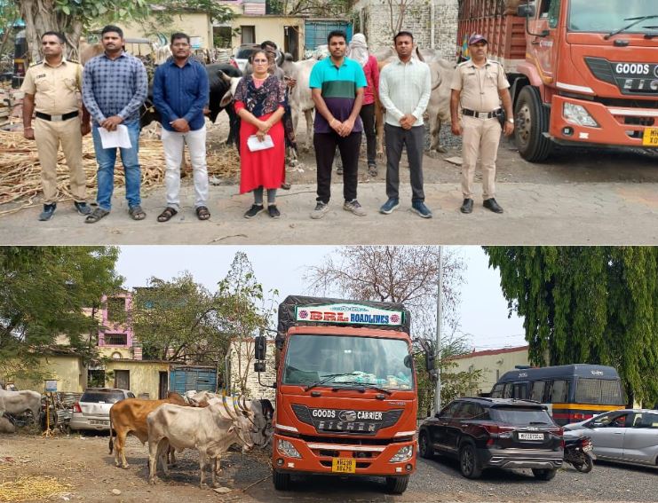 १७ बैल जातीचे गोवंश कत्तलीसाठी घेऊन जाणारा आयशर टेम्पो पोलीसाच्या जाळ्यात ; २३ लाख ५० हजारांचा मुद्देमाल जप्त