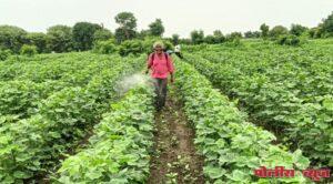 सततच्या पावसाने पिकावर रोगाचा प्रादुर्भाव