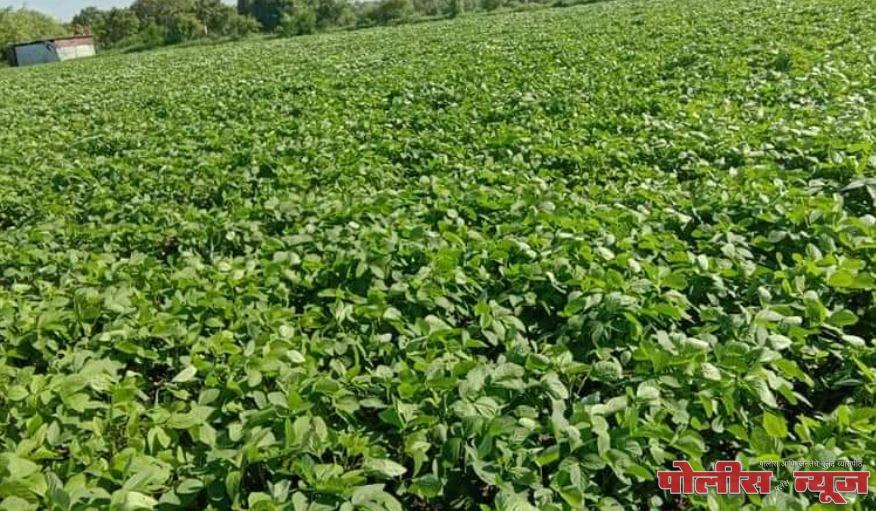 अहमदपूर तालुक्यात सर्वदूर पाऊस, खरीपास जीवदान ,बळीराजा सुखावला..