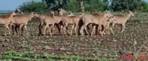 सिमावर्ती भागात कोवळ्या पिकावर हरणाचा कळप, डुकराचा ताव शेतकरी त्रस्त