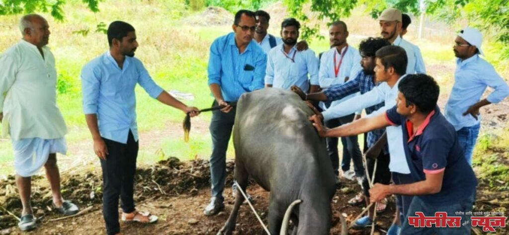 कृषी महाविद्यालय कृषीदुतांमर्फत अवलकोंडा व पिंपरी येथे जनावरांचे लसीकरण संपन्न