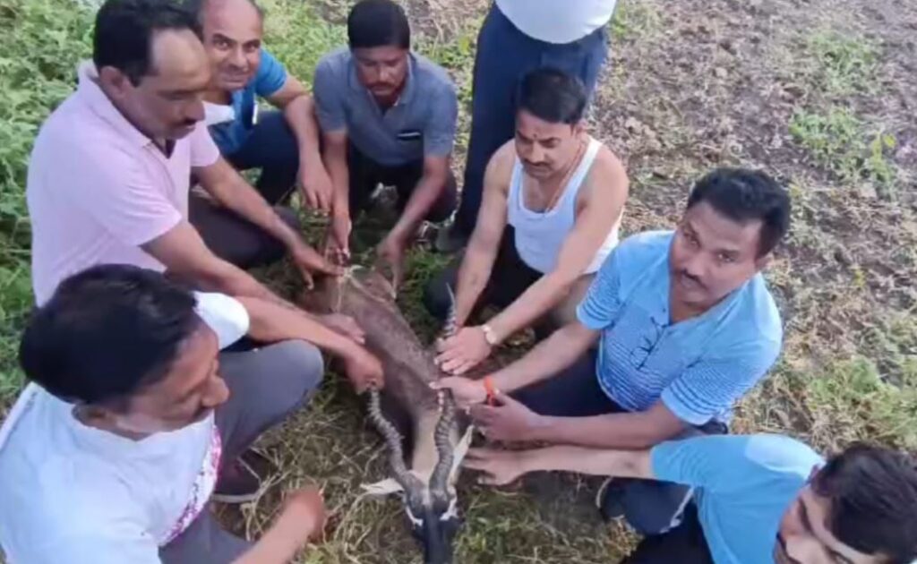 जाळीत गुंतलेल्या काळविटाला दिले जीवदान जगद्गुरु तुकोबाराय योगा ग्रुपचे शर्तीचे प्रयत्न