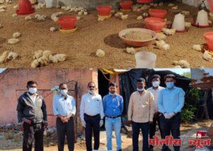 ढाळेगांव येथील 4200 कुकूट पक्ष्यांचा मृत्यू बर्ड फ्ल्यू मुळे नाही तर इतर कारणामुळे - पशुसंवर्धन विभाग लातूर