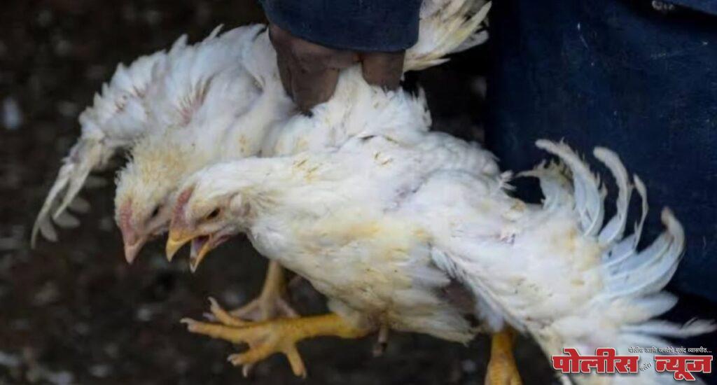 उदगीरमधील रामनगरमध्ये कुक्कुट पक्ष्यांना बर्ड फ्ल्यूची लागण; प्रशासनामार्फत तातडीने प्रतिबंधात्मक उपाययोजना सुरू