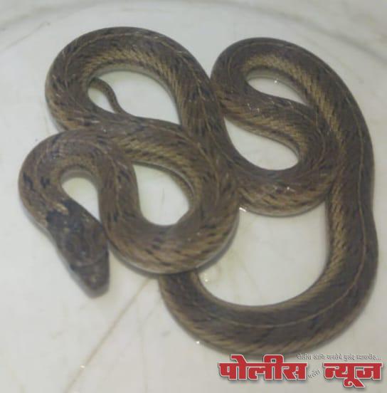 उदगीरमध्ये आढळला दुर्मिळ रसेल कुकरी प्रजातीचा साप