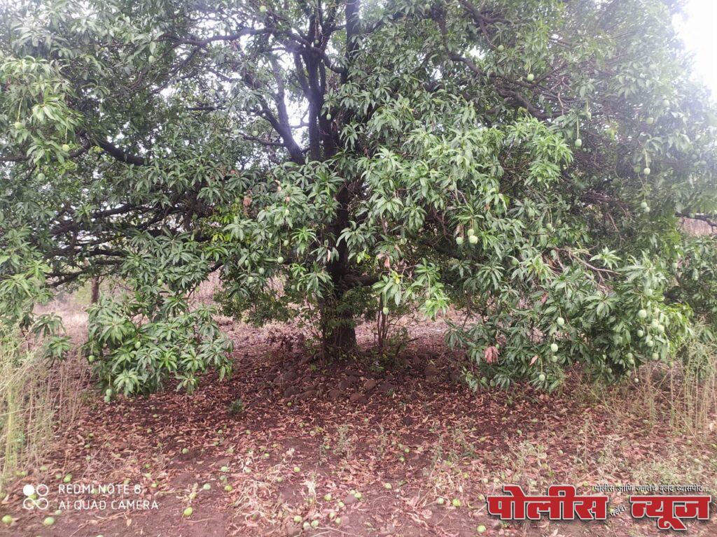 अवकाळी पावसाचा तडाखा, फळबागा आणि आंब्याचे मोठे नुकसान