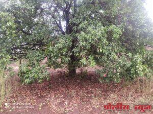 अवकाळी पावसाचा तडाखा, फळबागा आणि आंब्याचे मोठे नुकसान