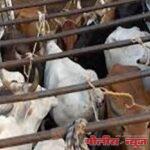 पुन्हा तेरा गोवंश वाहतूक करणारा टेम्पो पकडला