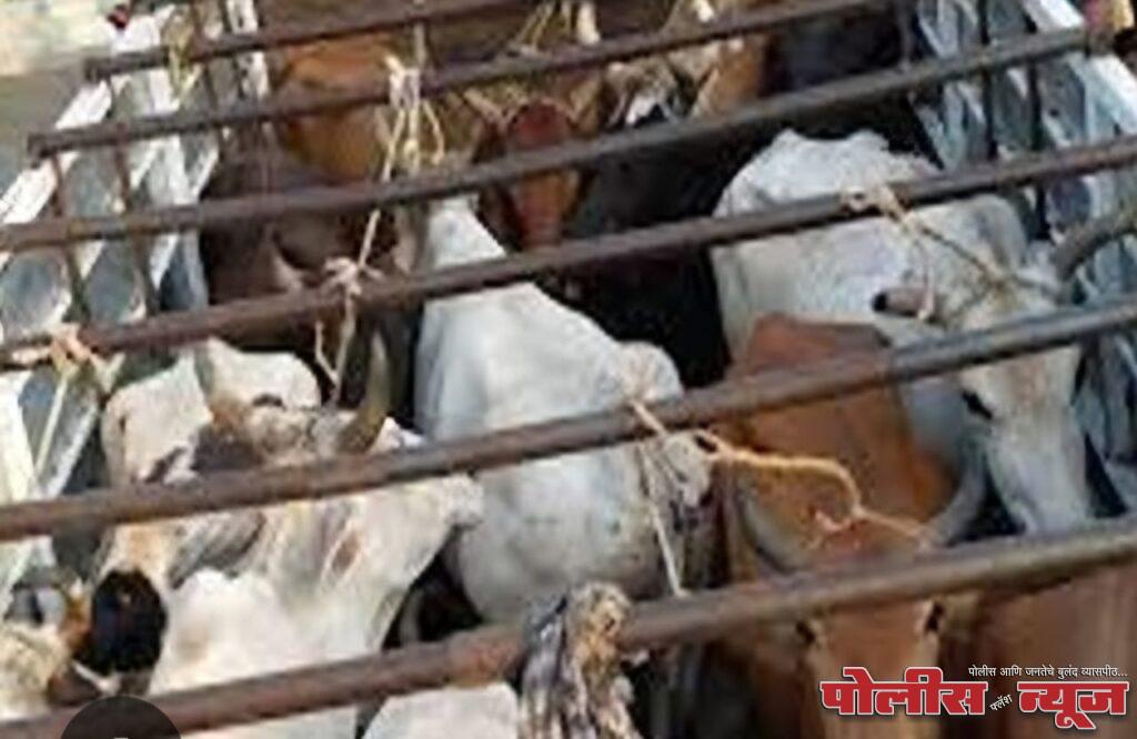 गोवंशाची क्रूरपणे चोरटी वाहतूक, गुन्हा दाखल