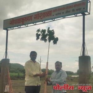 गोशाळेच्या परिसरात वृक्षारोपण संपन्न