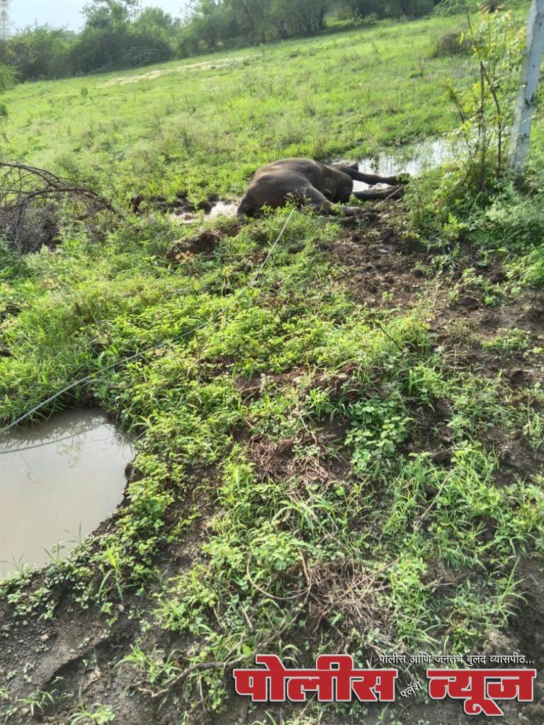 महावितरण च्या तुटलेल्या तारेचा शॉक लागून जनावराचा जागीच मृत्यु