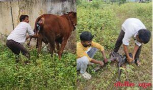 सानवी मंगल कार्यालयासमोर गाईची यशस्वी प्रसूती; सामाजिक कार्यकर्ते राम जायभाये ठरले देवदूत