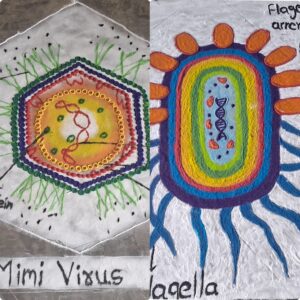 उदयगिरीत रांगोळीतून साकारले सूक्ष्मजीवांचे विश्व