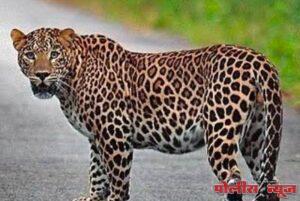 लातूर जिल्ह्यातील तिरुका शिवारामध्ये बिबट्याला पकडण्यात वन विभागाला यश